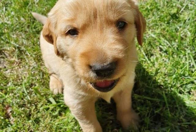 doggy