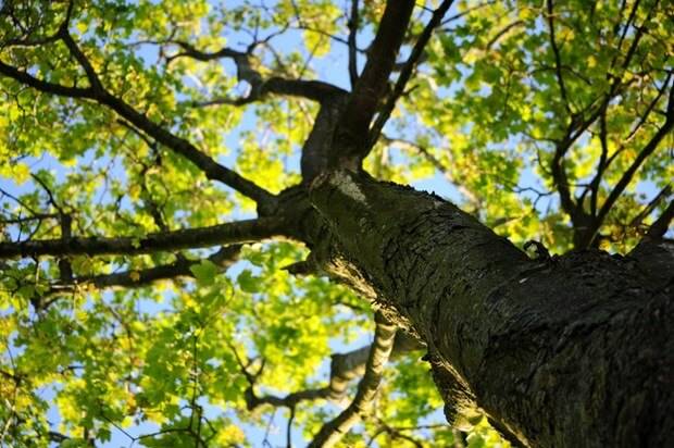 tree care