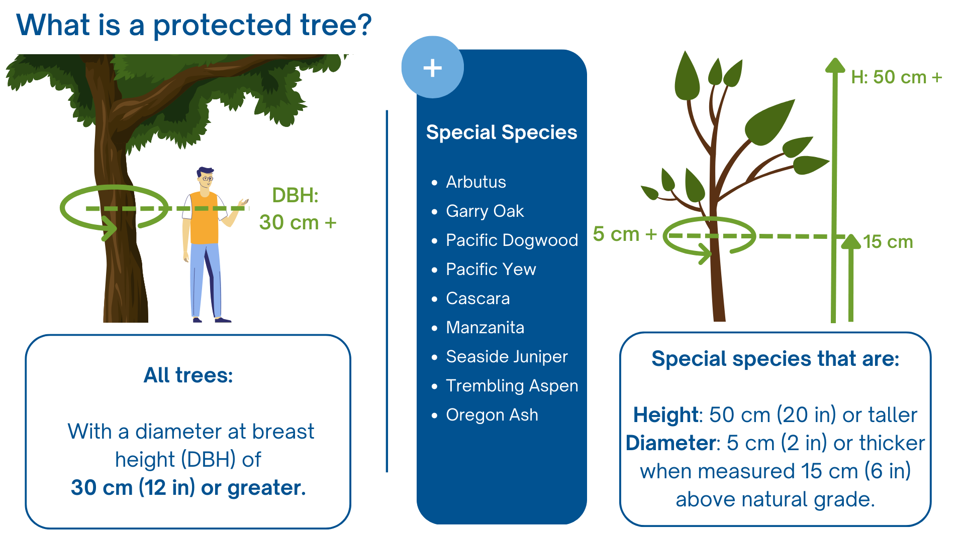 Tree Protection