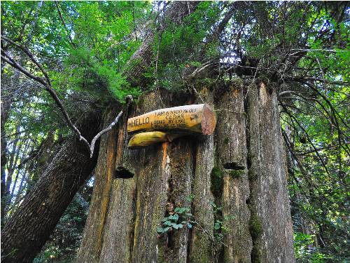 "1,000 Year Old Cedar Remains"