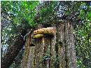 "1,000 Year Old Cedar Remains"
