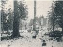 "Milner Gardens Early Days - Rhododendron Grove"